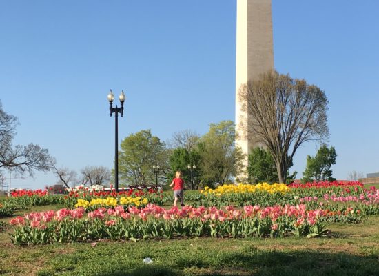 washington monument and tulips